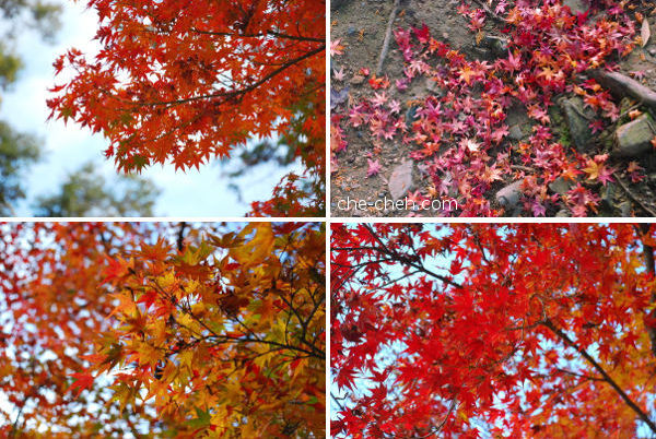 Fall Maple Leaves @ Nara